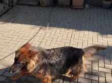 Alman ovçarkası balası