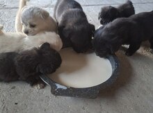Pekines balaları
