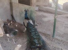 Tovuz quşu