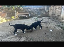 Labrador Retriver balası 