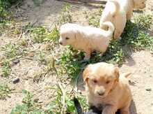 Labrador Retriver 