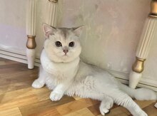 Britan şinşilla pişiyi