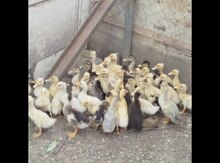 Ördək balaları