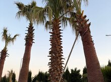 Palma ağacları 