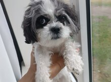 Pudel
