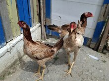 Heyratı xoruzu