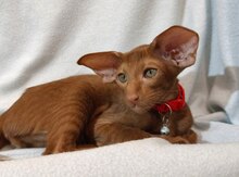 Ориентальный котенок