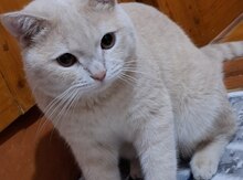 Şotland pişiyi