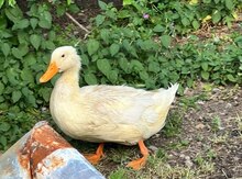 Pekin ördəkləri