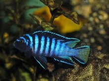 Elenqatus balığı
