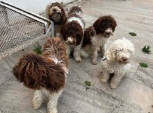 Lagotto Romagnolo balaları