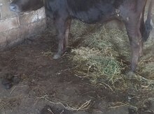 Erkək dana