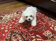 Pudel