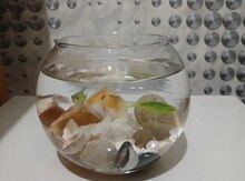 Akvarium və balıqlar