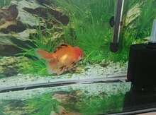 Oranda