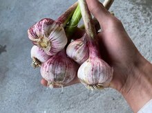 Sarımsaq