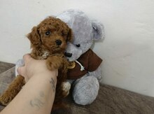Pudel
