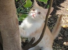 Pişik etibarlı əllərə verilir