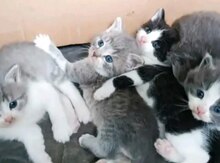 Şinşilla pişiyi balası