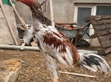Heyratı xoruzu