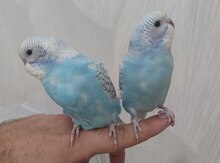 Rəngarəng məhəbbət quşları
