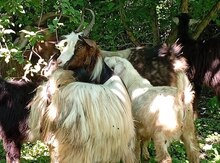 Keçilər