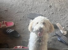 Pudel