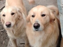 Golden Retriver