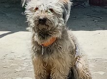 Maltipoo