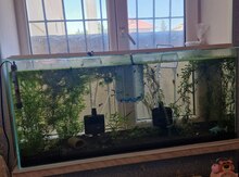 Akvarium və balıqlar