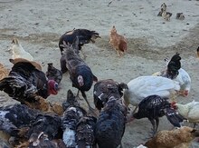 Hinduşka yumurtası