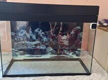 Akvarium və balıqlar