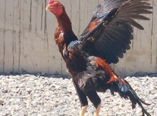 Heyratı