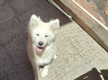Samoyed