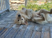 Labrador Retriver