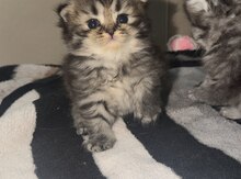 Şinşilla pişiyi balası