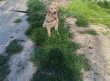 Labrador Retriver