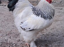 Brama xoruzu