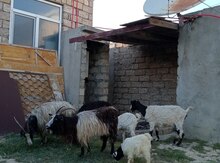 Ana bala keçilər