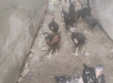 Heyratı cücələri