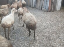 Qoç və qoyun
