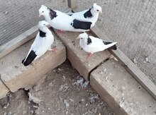 Göyərçin