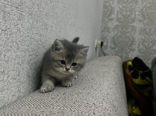 Şotland pişiyi