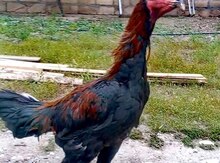Heyratı beçə