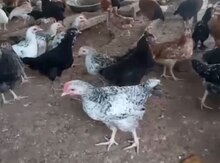 Çolpalar