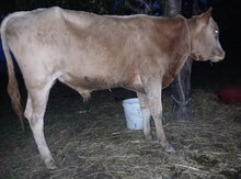 Danalar