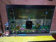 Akvarium