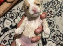 Maltipoo balaları