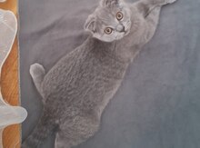 Британские кошки