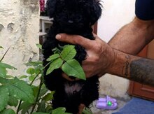 Pudel